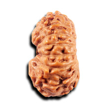Load image into Gallery viewer, 15 Mukhi Indonesian Rudraksha - Bead No.281