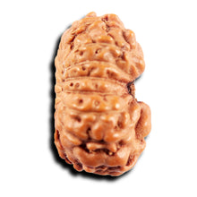 Load image into Gallery viewer, 15 Mukhi Indonesian Rudraksha - Bead No.281