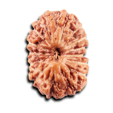 Load image into Gallery viewer, 15 Mukhi Indonesian Rudraksha - Bead No.282