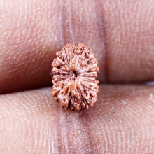 Load image into Gallery viewer, 15 Mukhi Indonesian Rudraksha - Bead No.282