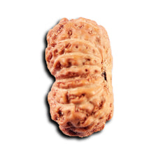 Load image into Gallery viewer, 15 Mukhi Indonesian Rudraksha - Bead No.282