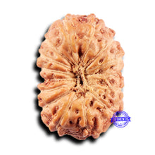 Load image into Gallery viewer, 15 Mukhi Indonesian Rudraksha - Bead No.282