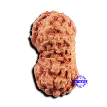 Load image into Gallery viewer, 15 Mukhi Indonesian Rudraksha - Bead No.294