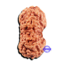 Load image into Gallery viewer, 15 Mukhi Indonesian Rudraksha - Bead No.294