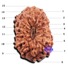 Load image into Gallery viewer, 15 Mukhi Indonesian Rudraksha - Bead No.296