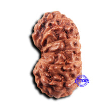 Load image into Gallery viewer, 15 Mukhi Indonesian Rudraksha - Bead No.296