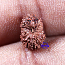 Load image into Gallery viewer, 15 Mukhi Indonesian Rudraksha - Bead No.296