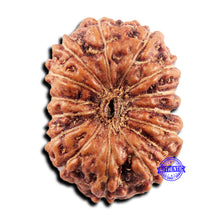 Load image into Gallery viewer, 15 Mukhi Indonesian Rudraksha - Bead No.297