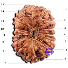 Load image into Gallery viewer, 15 Mukhi Indonesian Rudraksha - Bead No.297