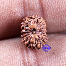 Load image into Gallery viewer, 15 Mukhi Indonesian Rudraksha - Bead No.297