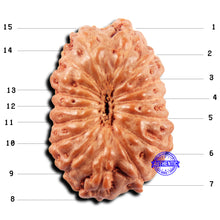 Load image into Gallery viewer, 15 Mukhi Indonesian Rudraksha - Bead No. 299