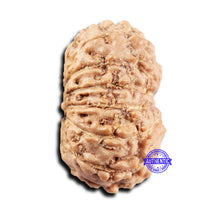 Load image into Gallery viewer, 15 Mukhi Indonesian Rudraksha - Bead No.301