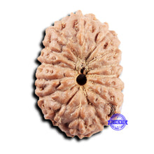 Load image into Gallery viewer, 15 Mukhi Indonesian Rudraksha - Bead No. 302