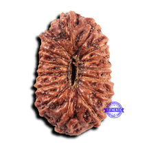Load image into Gallery viewer, 15 Mukhi Indonesian Rudraksha - Bead No.303