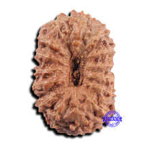 Load image into Gallery viewer, 15 Mukhi Indonesian Rudraksha - Bead No.304