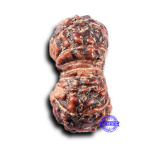 Load image into Gallery viewer, 15 Mukhi Indonesian Rudraksha - Bead No. 305