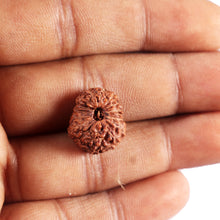 Load image into Gallery viewer, 15 Mukhi Indonesian Rudraksha - Bead No. 308