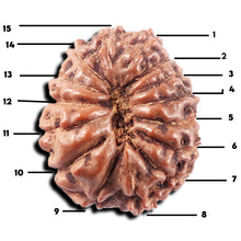 Load image into Gallery viewer, 15 Mukhi Indonesian Rudraksha - Bead No. 309