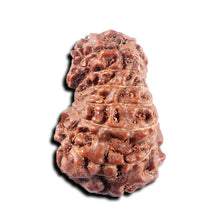 Load image into Gallery viewer, 15 Mukhi Indonesian Rudraksha - Bead No. 310