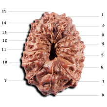 Load image into Gallery viewer, 15 Mukhi Indonesian Rudraksha - Bead No. 310