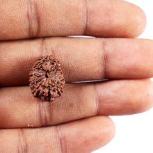 Load image into Gallery viewer, 15 Mukhi Indonesian Rudraksha - Bead No. 310