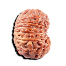 Load image into Gallery viewer, 15 Mukhi Indonesian Rudraksha - Bead No. 311