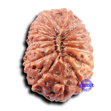 Load image into Gallery viewer, 15 Mukhi Indonesian Rudraksha - Bead No. 311
