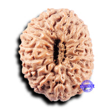 Load image into Gallery viewer, 15 Mukhi Indonesian Rudraksha - Bead No. 313