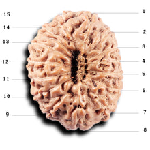 Load image into Gallery viewer, 15 Mukhi Indonesian Rudraksha - Bead No. 313