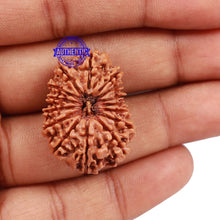 Load image into Gallery viewer, 15 Mukhi Rudraksha from Nepal - Bead No. 42