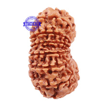 Load image into Gallery viewer, 15 Mukhi Rudraksha from Nepal - Bead No. 42