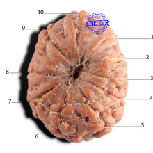 Load image into Gallery viewer, 10 Mukhi Rudraksha from Indonesia - Bead No. 15