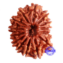 Load image into Gallery viewer, 15 Mukhi Rudraksha from Nepal - Bead No. 60