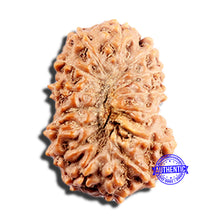 Load image into Gallery viewer, 15 Mukhi Indonesian Rudraksha - Bead No. 290