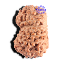 Load image into Gallery viewer, 15 Mukhi Indonesian Rudraksha - Bead No. 314