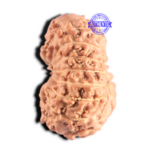 Load image into Gallery viewer, 15 Mukhi Indonesian Rudraksha - Bead No. 315