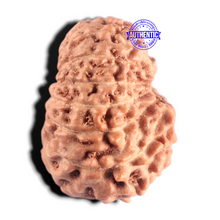 Load image into Gallery viewer, 15 Mukhi Indonesian Rudraksha - Bead No. 316