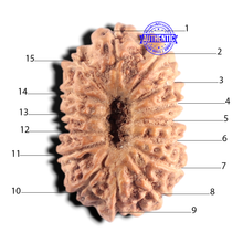 Load image into Gallery viewer, 15 Mukhi Indonesian Rudraksha - Bead No. 318