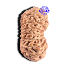 Load image into Gallery viewer, 15 Mukhi Indonesian Rudraksha - Bead No. 318
