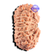 Load image into Gallery viewer, 15 Mukhi Indonesian Rudraksha - Bead No. 319