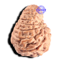 Load image into Gallery viewer, 15 Mukhi Indonesian Rudraksha - Bead No. 322
