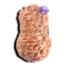 Load image into Gallery viewer, 15 Mukhi Indonesian Rudraksha - Bead No. 324