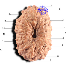 Load image into Gallery viewer, 15 Mukhi Indonesian Rudraksha - Bead No.325
