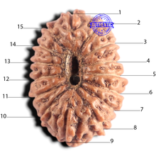 Load image into Gallery viewer, 15 Mukhi Indonesian Rudraksha - Bead No.326
