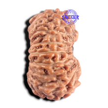 Load image into Gallery viewer, 15 Mukhi Indonesian Rudraksha - Bead No.326