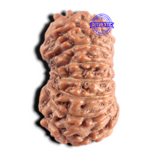 Load image into Gallery viewer, 15 Mukhi Indonesian Rudraksha - Bead No.326