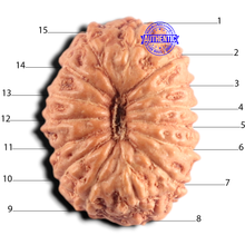 Load image into Gallery viewer, 15 Mukhi Indonesian Rudraksha - Bead No.327