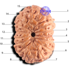Load image into Gallery viewer, 15 Mukhi Indonesian Rudraksha - Bead No.328