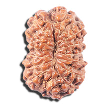 Load image into Gallery viewer, 14 mukhi Indonesian Rudraksha - Bead No. 347