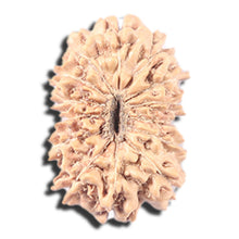 Load image into Gallery viewer, 14 mukhi Indonesian Rudraksha - Bead No. 348